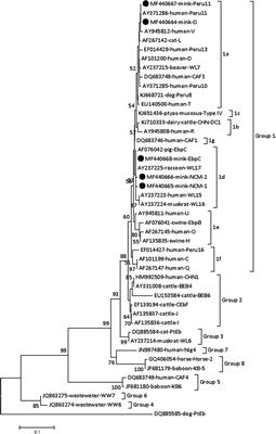 Enterocytozoon bieneusi in Minks (Neovison vison) in Northern China: A Public Health Concern